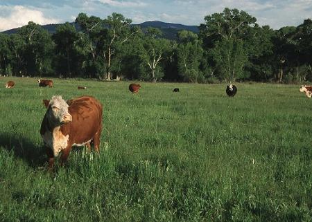 Picture of cows in a field