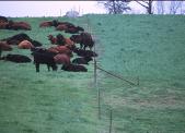 Picture of cows grazing in a field