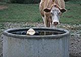 Picture of a cow at a watering trough